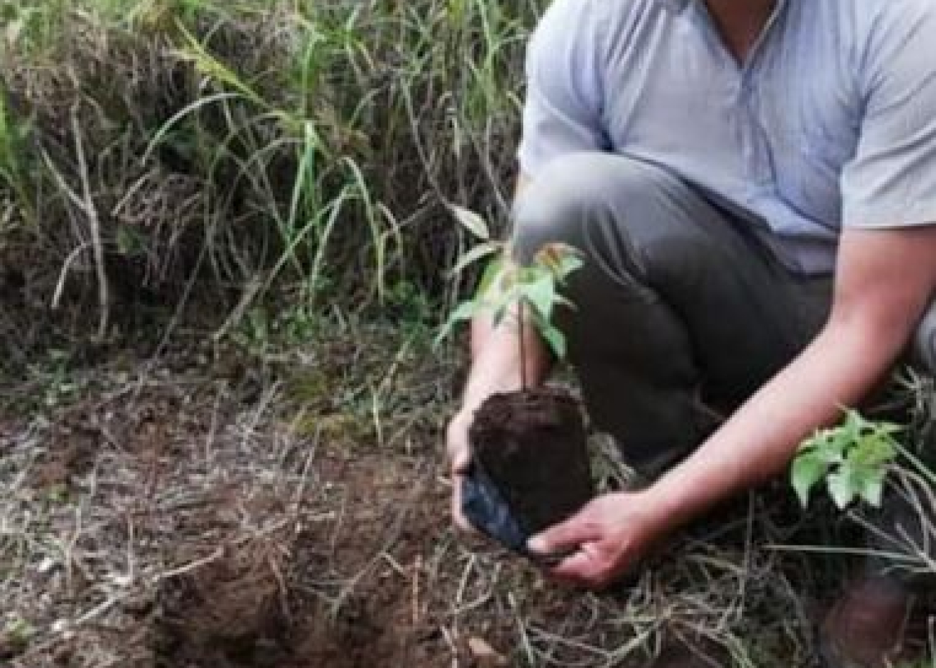 Gerald Valdéz - Arte en Nogal